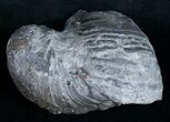 Gryphaea (Devil's Toenail) Fossil Oyster - Jurassic #9901-1
